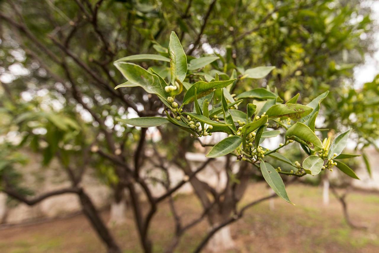 Two Olive Trees Guest House Spetses Town ภายนอก รูปภาพ