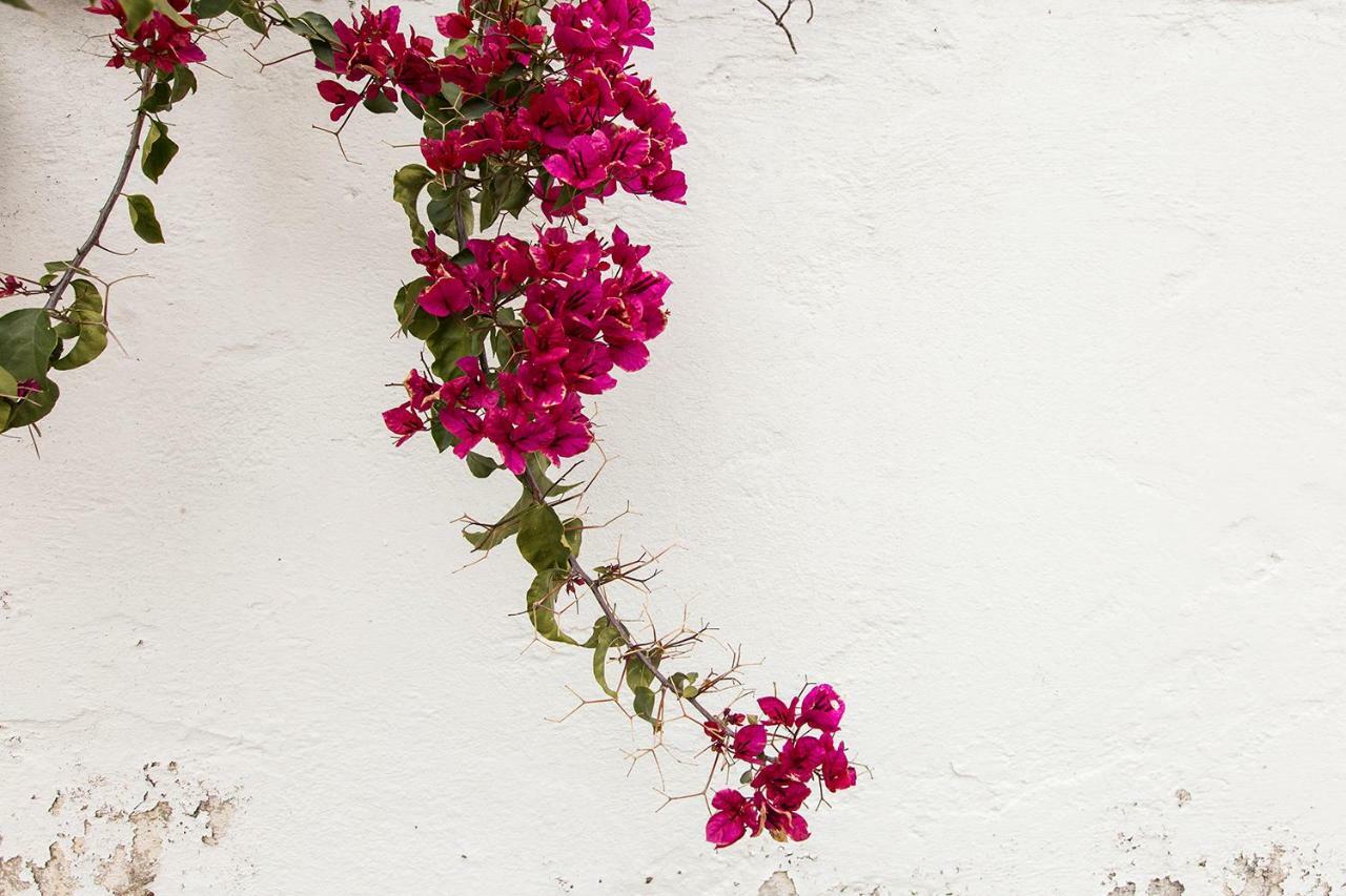 Two Olive Trees Guest House Spetses Town ภายนอก รูปภาพ